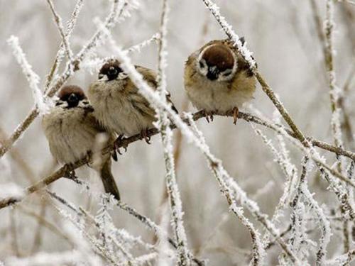 Интересные факты о воробьях