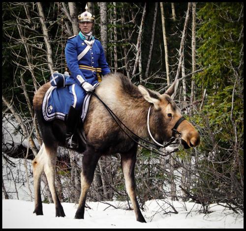 Кавалерия на лосях. К вопросу о лосиной кавалерии или как распространяются фейки в интернете и на телевидении