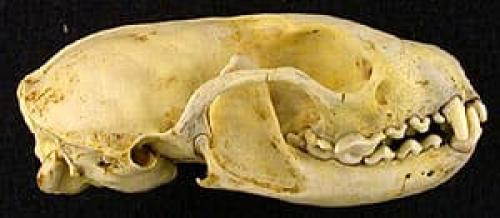 Каменная куница (Martes foina)