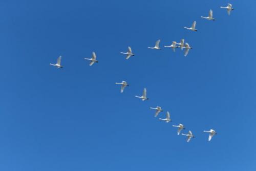 Интересные факты лебеди. Описание птицы 09