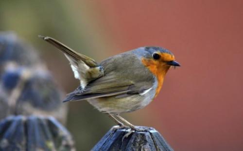 Кукушка улетает на юг. Список перелетных птиц