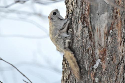 Интересные факты о белке летяге. Белка-летяга: все секреты необычного животного