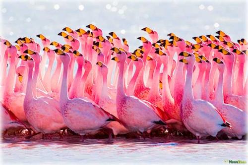 Фламинго факты о. Интересные факты о фламинго 10