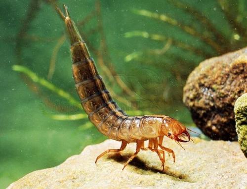 Интересные факты о подёнках. Поденки