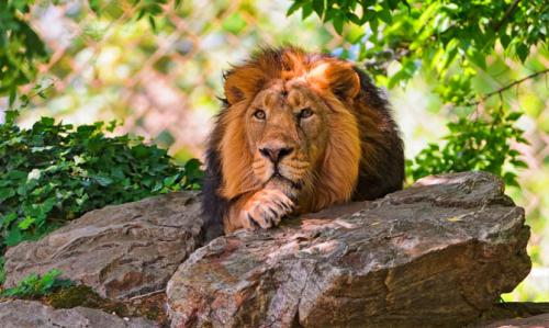 Интересные факты о львах. Топ 18 фактов