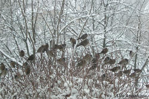 Приручаются ли воробьи. Поведение и образ жизни