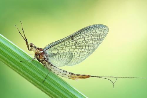 Интересные факты о подёнках. Поденки