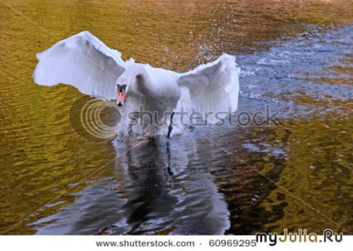 Интересные факты лебеди. Описание птицы 08