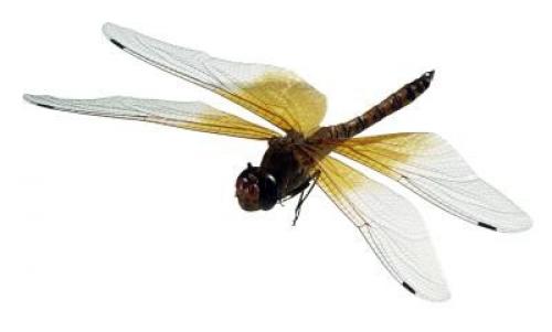 Интересные факты о стрекозе. Интересные факты про стрекоз 21