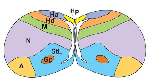 Интеллект вороны. Насколько умны серые вороны в закладки