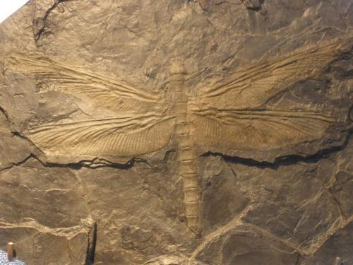 Интересные факты о стрекозе. Интересные факты про стрекоз 14