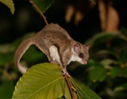 Интересные факты о белке летяге. Белка-летяга: все секреты необычного животного