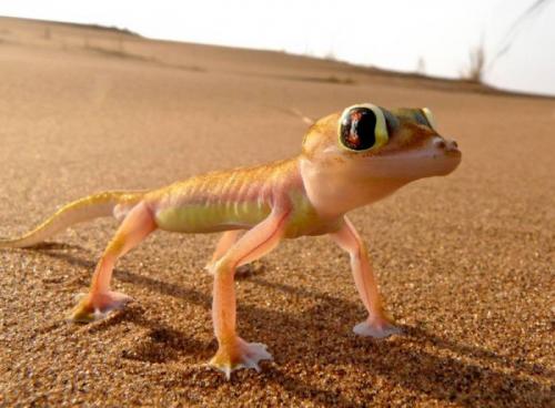 Пустыня намиб интересные факты. Намиб — самая древняя пустыня планеты