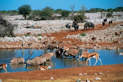 Пустыня намиб интересные факты. Намиб — самая древняя пустыня планеты
