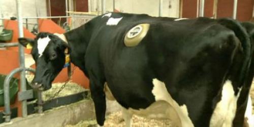 Корова с дыркой в животе. Корова С Дыркой В Боку. Для Чего Они Это Делают?