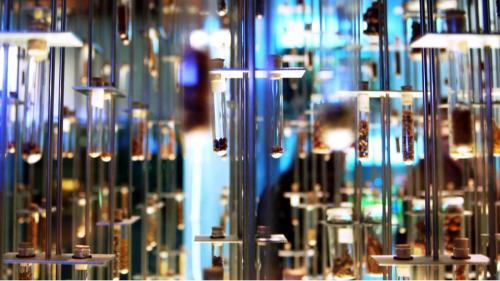 Ивермектин от коронавируса. Медик оценил перспективы лечения коронавируса средством от гельминтов