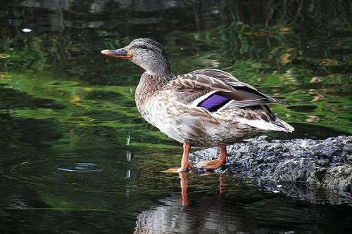 Птицы высоко летают. Какая птица летает выше всех 22