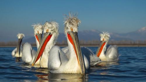 Какая птица летает выше всех остальных. 15 самых крупных птиц в мире с фото и описанием