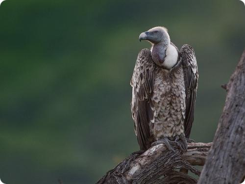 На какой высоте летают чайки. Самые высоко летающие птицы