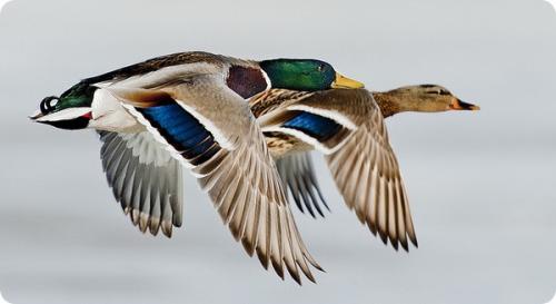 На какой высоте летают чайки. Самые высоко летающие птицы