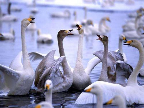 Птицы высоко летают. Какая птица летает выше всех 24