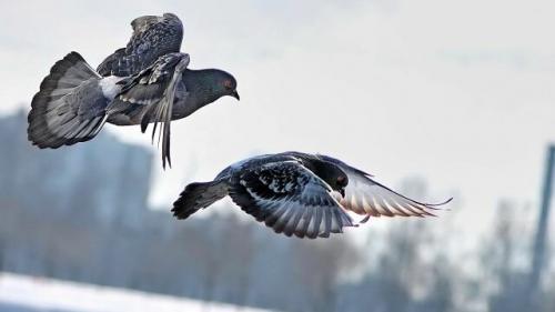 На какой высоте летают журавли. Как летают птицы?