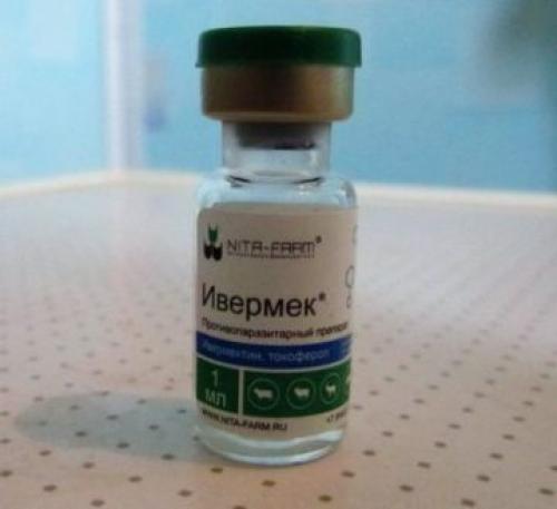 Ивермек при демодекозе собак. Ивермек для собак: показания и инструкция по применению