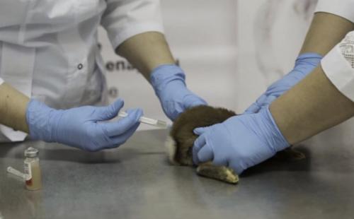 Раббивак-в инструкция для кроликов 10 доз, как разводить. Как разводить и применять вакцину Раббивак V для кроликов