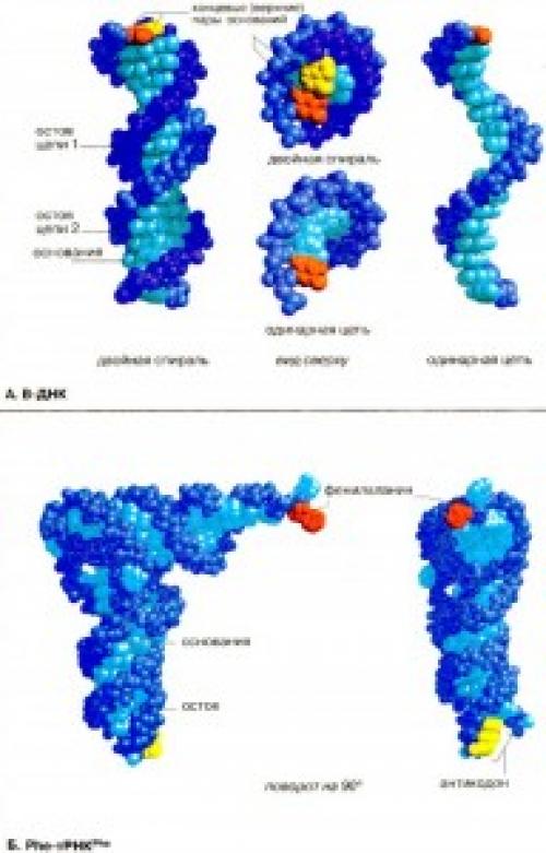 Факты о ДНК и рнк. Интересные факты о ДНК