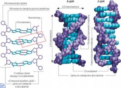 Факты о ДНК и рнк. Интересные факты о ДНК