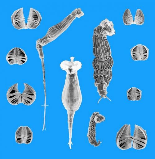 Факты о ДНК растений. 5 нескучных фактов о ДНК, которые помогут понять, как устроена живая природа