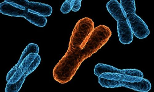 Интересные факты о хромосомах. Хромосомы человека