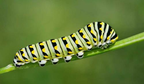 Сколько живут бабочки в домашних условиях и в дикой природе