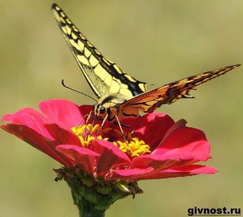 Бабочка махаон интересные факты. Особенности и среда обитания