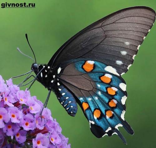 Бабочка махаон интересные факты. Особенности и среда обитания