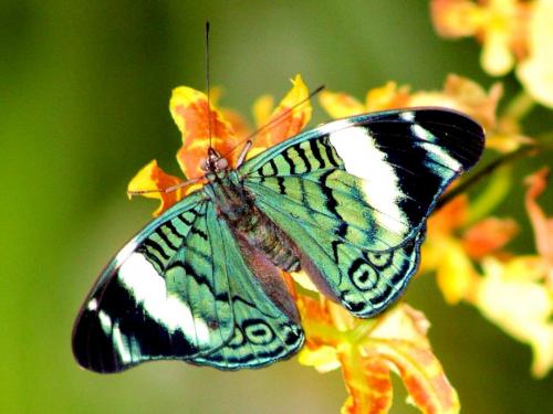 Бабочка факты интересные. Бабочки и самые интересные факты о них 07