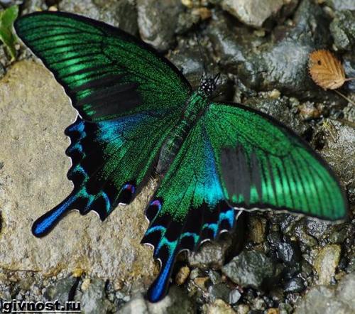 Бабочка махаон интересные факты. Особенности и среда обитания