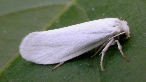 Бабочка факты интересные. Бабочки и самые интересные факты о них 12