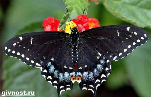 Бабочка махаон интересные факты. Особенности и среда обитания