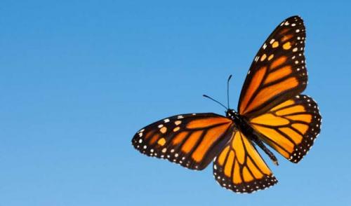 Сколько живут бабочки в домашних условиях и в дикой природе