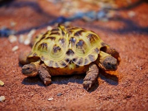 Интересные факты о черепахах. Сухопутные черепахи