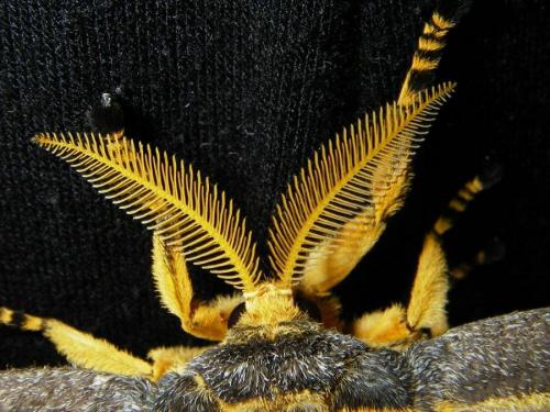 Синий карлик бабочка. Интересные факты о бабочках (15 фактов) 04