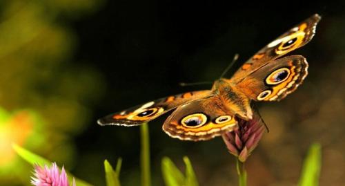 Интересные факты о бабочках. 10 интересных фактов о бабочках.