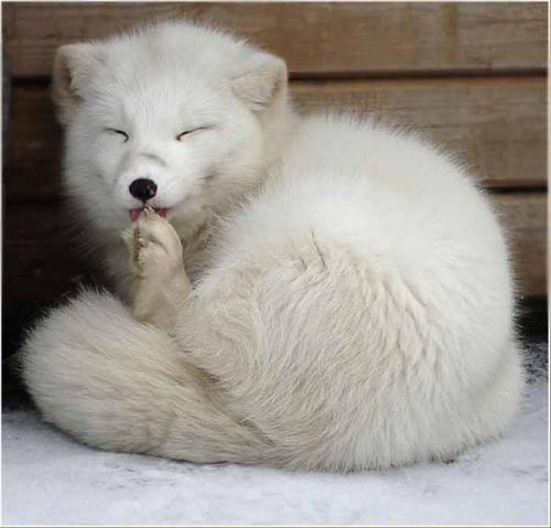 Интересные факты о тюленях. Особенности и среда обитания тюленя 02