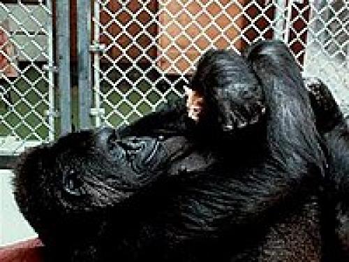 И у гориллы и у человека. Основное: 09 И у гориллы и у человека. Основное: 09