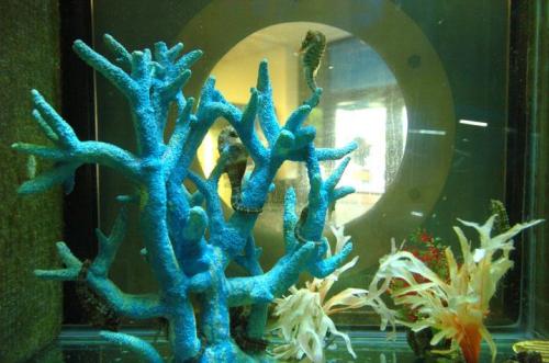 Интересное о морском коньке. Требования в кормлении