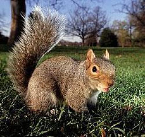 Как общаются белки. Белки разговаривают на очень сложном языке