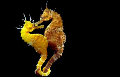 Где развиваются икринки морского конька. Удивительная жизнь морских коньков