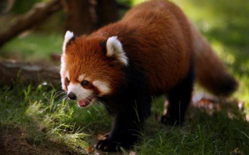 Смешные факты о животных. 50 забавных фактов из жизни животных