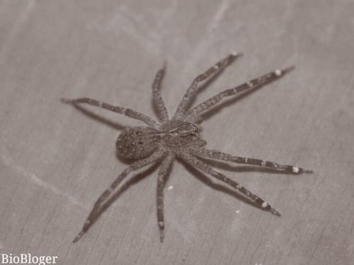 Паук банан. Банановый паук, как самый ядовитый в мире